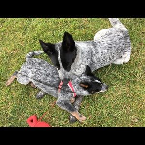 Meet your Posher, Susan